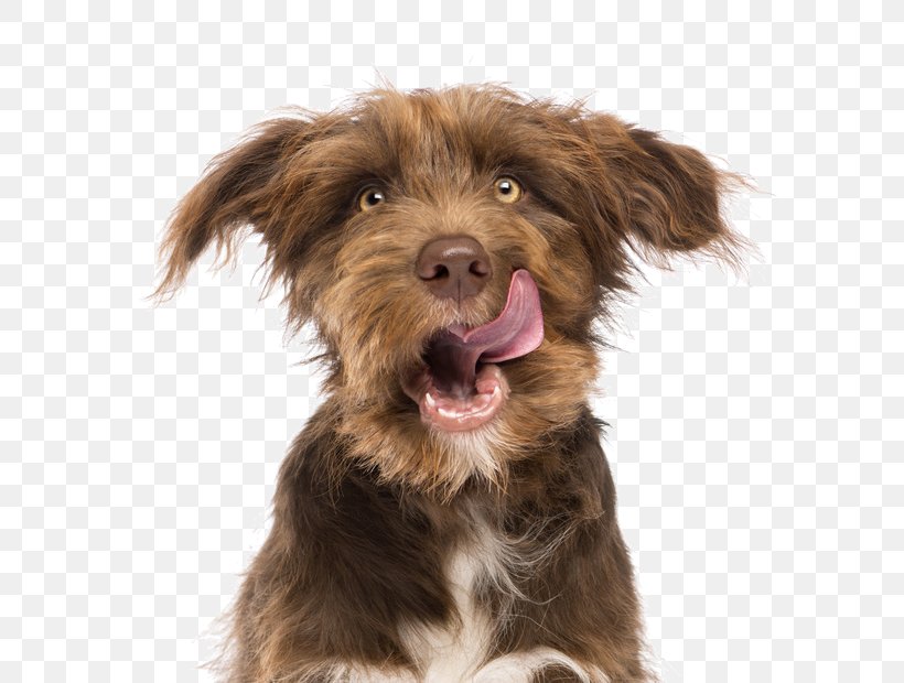 Dog Biscuit Pet Food Cat, PNG, 774x620px, Dog, Biscuit, Carnivoran, Cat, Companion Dog Download Free