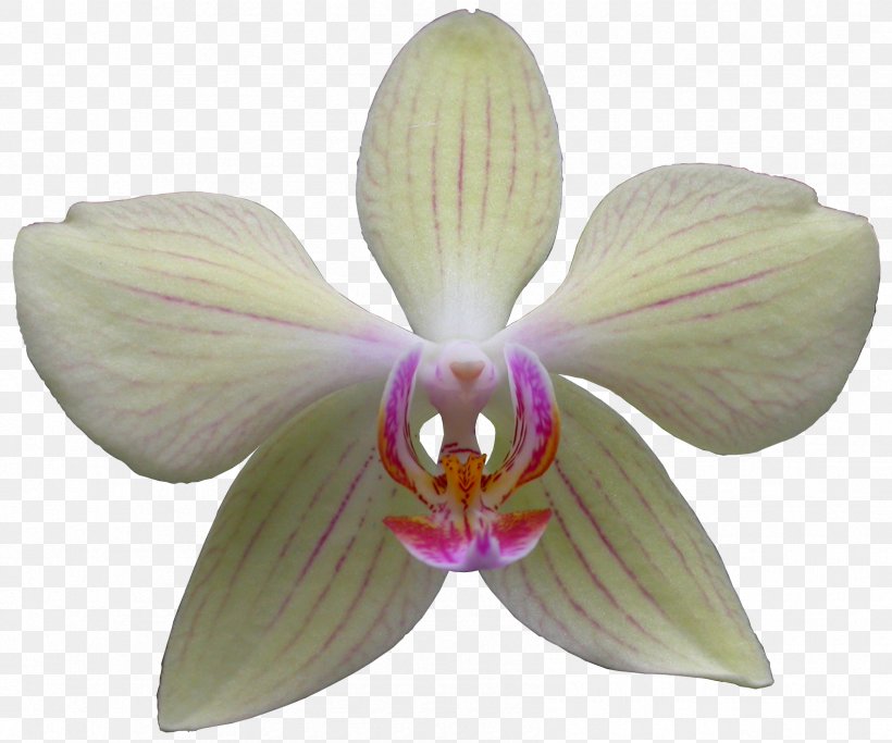 Moth Orchids Cattleya Orchids Dendrobium, PNG, 1696x1414px, Moth Orchids, Cattleya, Cattleya Orchids, Dendrobium, Flower Download Free