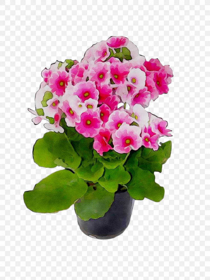 Primrose Flowerpot Houseplant Geraniums Annual Plant, PNG, 1116x1488px, Primrose, Annual Plant, Bouquet, Cut Flowers, Family M Invest Doo Download Free