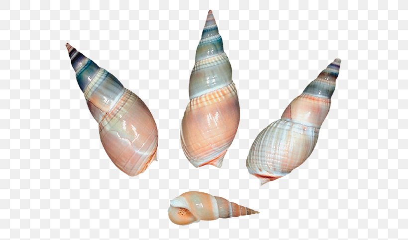 Seashell Sea Snail Gastropod Shell Clip Art, PNG, 600x483px, Seashell, Conch, Conchology, Finger, Gastropod Shell Download Free