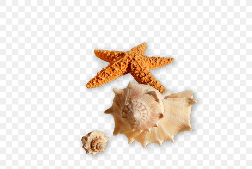 Seashell Shell Beach Shore Sea Snail, PNG, 564x550px, Seashell, Beach, Bivalvia, Conch, Conchology Download Free
