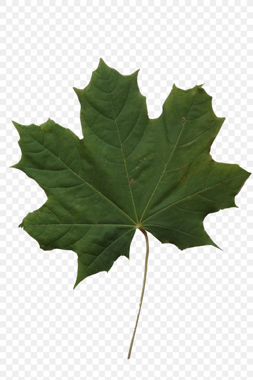 Texture Mapping Maple Leaf, PNG, 2304x3456px, 3d Computer Graphics, Texture Mapping, Alpha Channel, Color, Computer Software Download Free