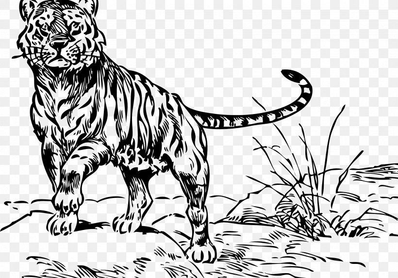 Tiger Drawing Cartoon Line Art Clip Art, PNG, 2427x1696px, Tiger, Animal Figure, Big Cat, Big Cats, Black And White Download Free