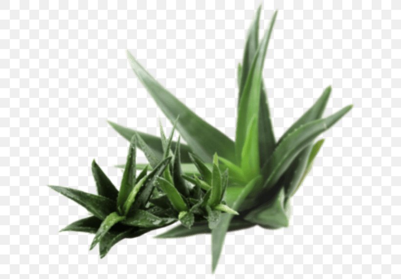 Aloe Vera Cosmetics Plant Duvet Skin, PNG, 636x570px, Aloe Vera, Aloe, Aloes, Cosmetics, Duvet Download Free