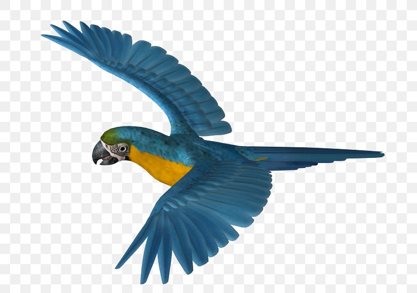 Budgerigar Parakeet Macaw Pet Feather, PNG, 716x577px, Budgerigar, Beak, Bird, Child, Cobalt Blue Download Free