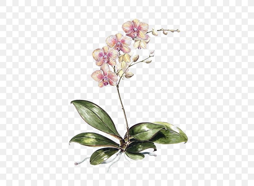 Moth Orchids Drawing Botanical Illustration Watercolor Painting, PNG, 450x600px, Moth Orchids, Art, Biological Illustration, Blossom, Botanical Illustration Download Free