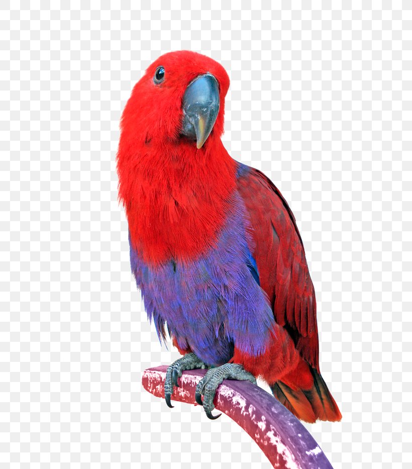 Bird Eclectus Parrot Keeping Parrots Cockatiel, PNG, 700x933px, Bird, Animal, Beak, Cockatiel, Common Pet Parakeet Download Free