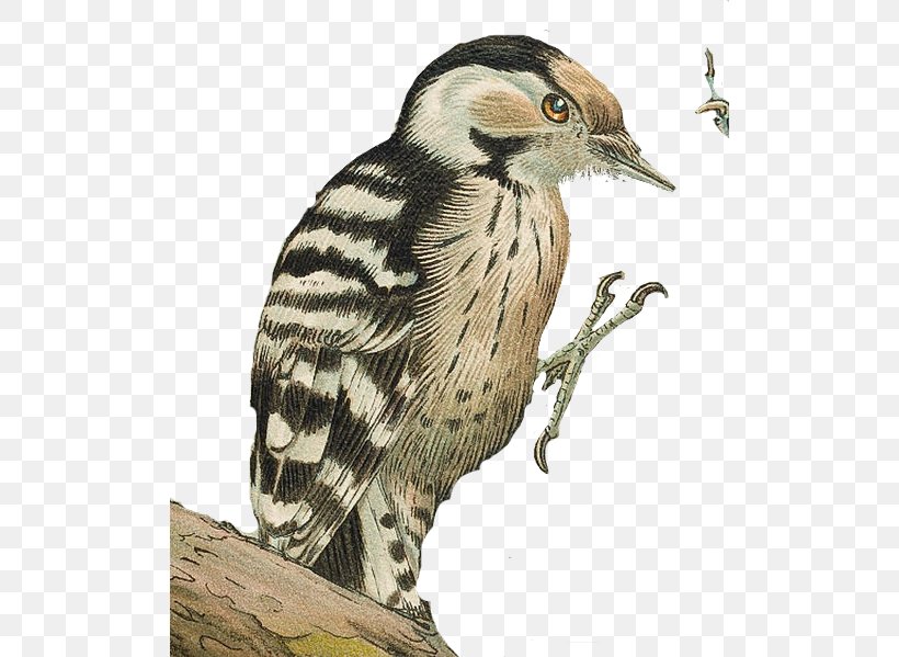 Lesser Spotted Woodpecker Finches Bird Great Spotted Woodpecker, PNG, 510x599px, Woodpecker, Beak, Bird, Common Wood Pigeon, English Download Free