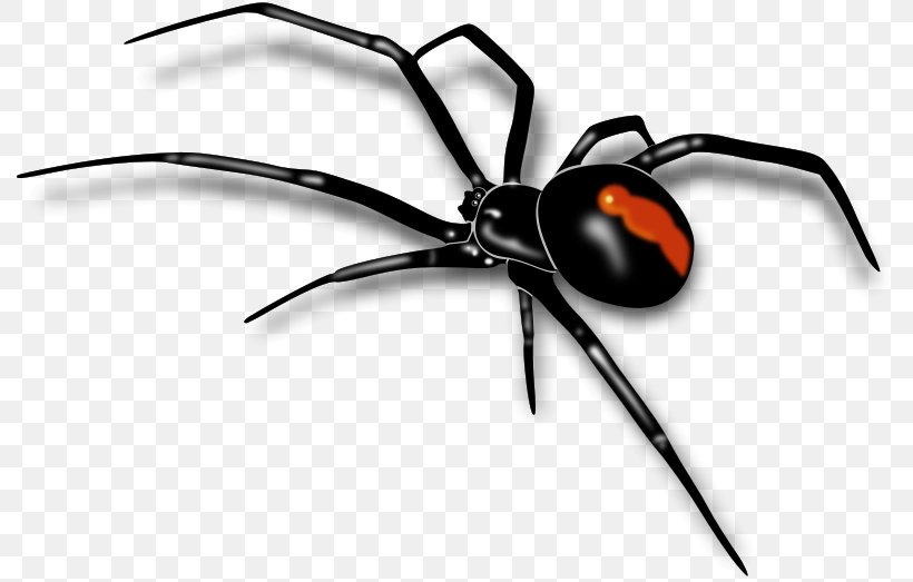 Spider Clip Art, PNG, 800x523px, Spider, Arachnid, Arthropod, Bagheera Kiplingi, Black Widow Download Free