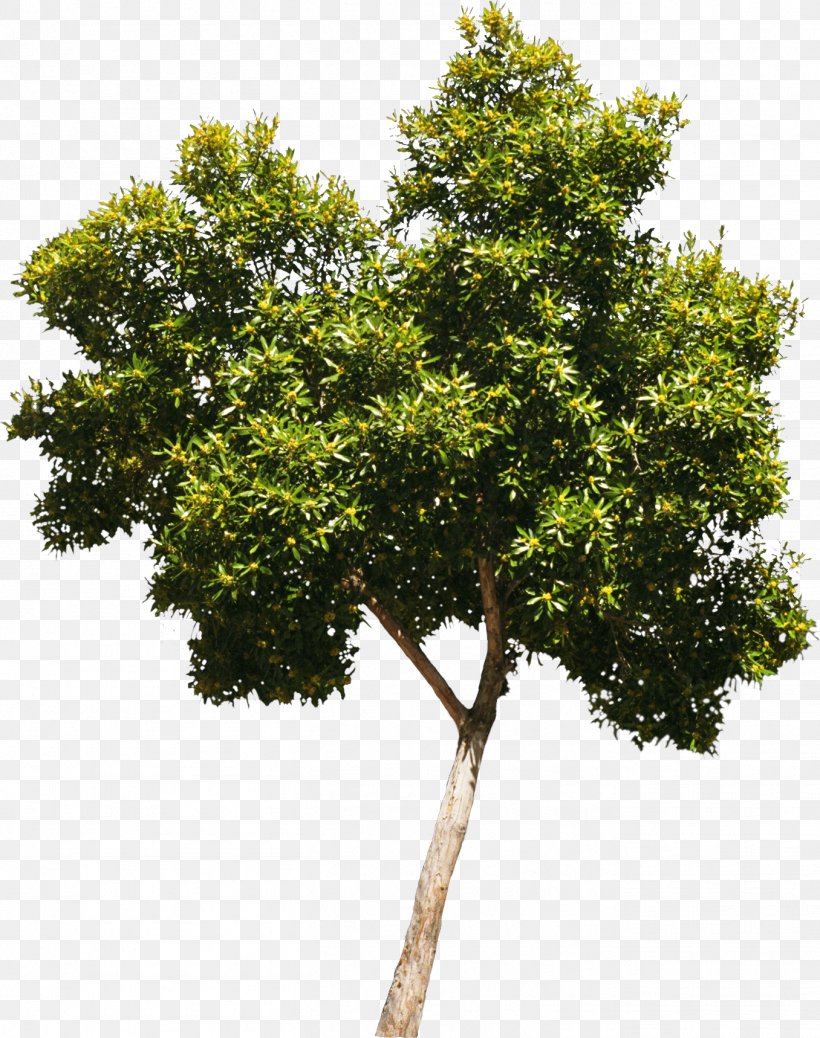 Tree Oak Woody Plant Crown, PNG, 1356x1718px, Tree, Branch, Crown, Evergreen, Oak Download Free