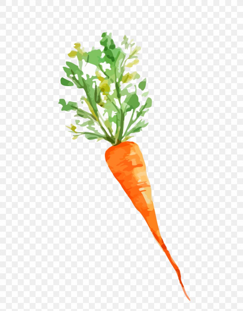 Baby Carrot Vegetable Image, PNG, 1303x1664px, Baby Carrot, Carrot, Drawing, Food, Leaf Vegetable Download Free