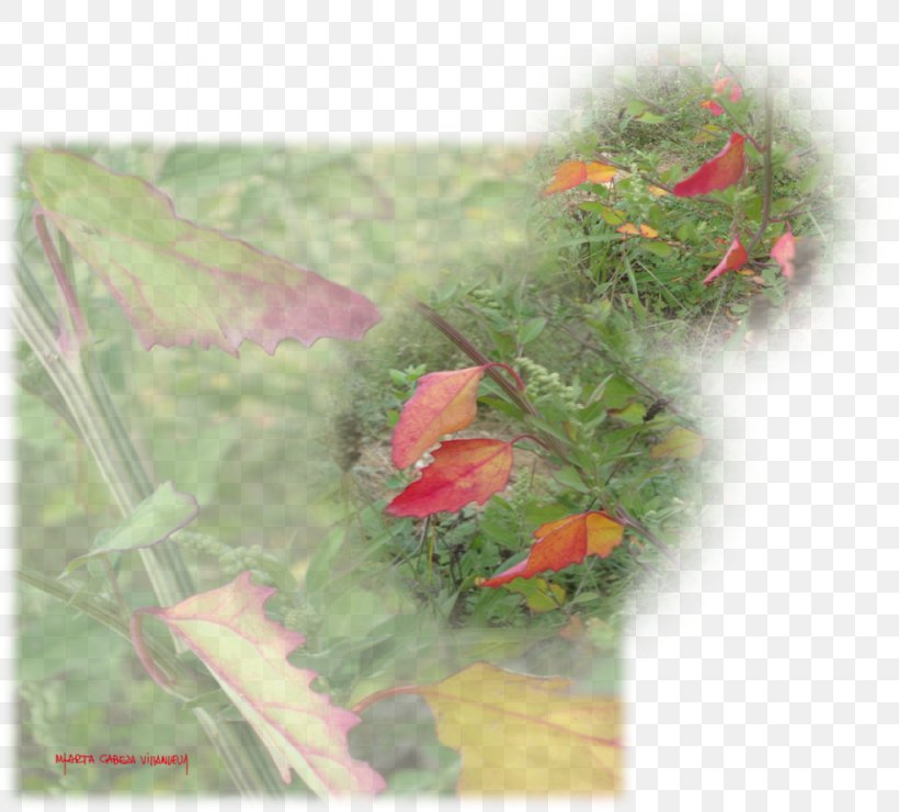 Leaf Orange S.A., PNG, 1024x925px, Leaf, Bird, Coquelicot, Flower, Green Download Free