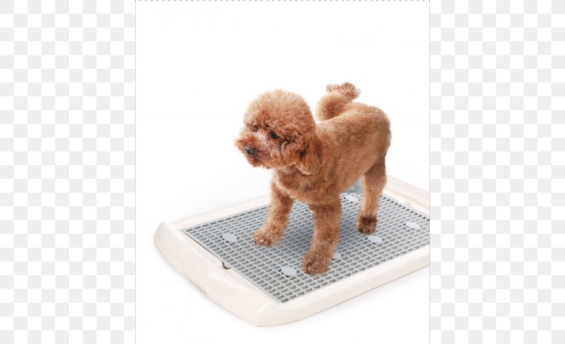 Miniature Poodle Puppy Companion Dog Dog Breed, PNG, 500x500px, Miniature Poodle, Breed, Carnivoran, Cat, Companion Dog Download Free