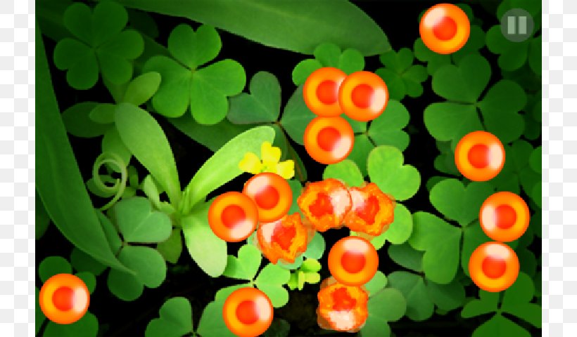 Salmon Roe Salmon Roe App Store Red Caviar, PNG, 800x480px, Roe, App Store, Apple, Flora, Flower Download Free