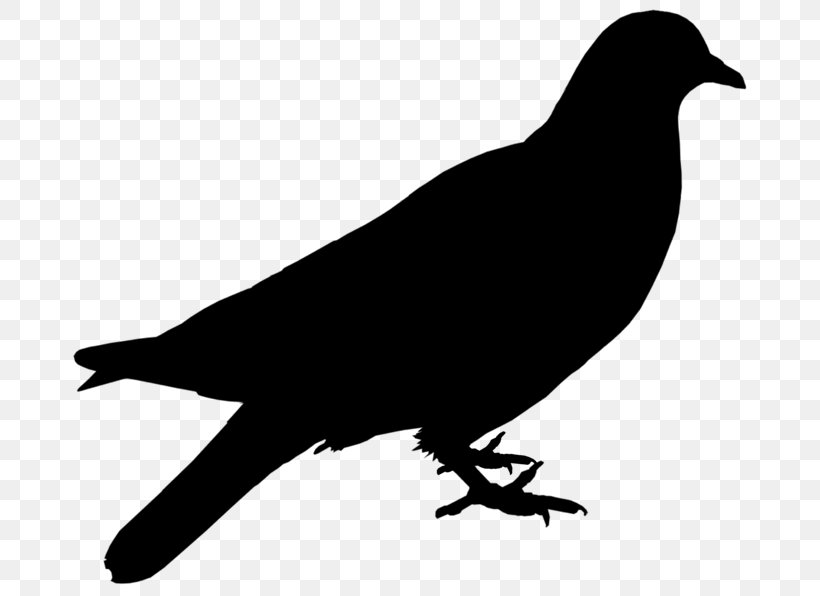 Clip Art American Crow Free Content Illustration Vector Graphics, PNG, 700x596px, American Crow, Arizona, Beak, Bird, Birdwatching Download Free