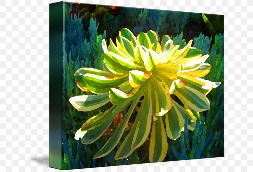 Current Gallery Succulent Plant Painting Fine Art Work Of Art, PNG, 650x560px, Current Gallery, Art, Art Museum, Dahlia, Daisy Family Download Free
