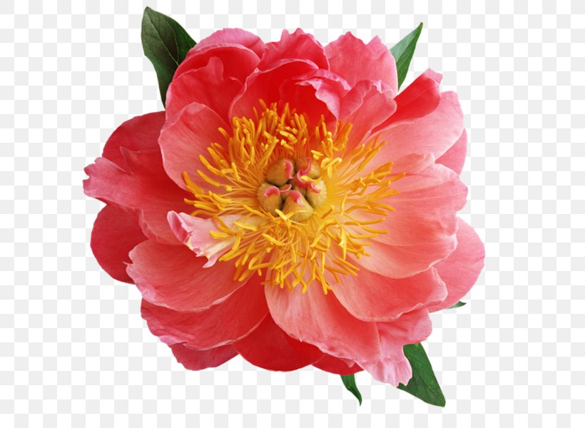 Peony Clip Art, PNG, 600x600px, Peony, Annual Plant, Camellia, Data Compression, Diagram Download Free