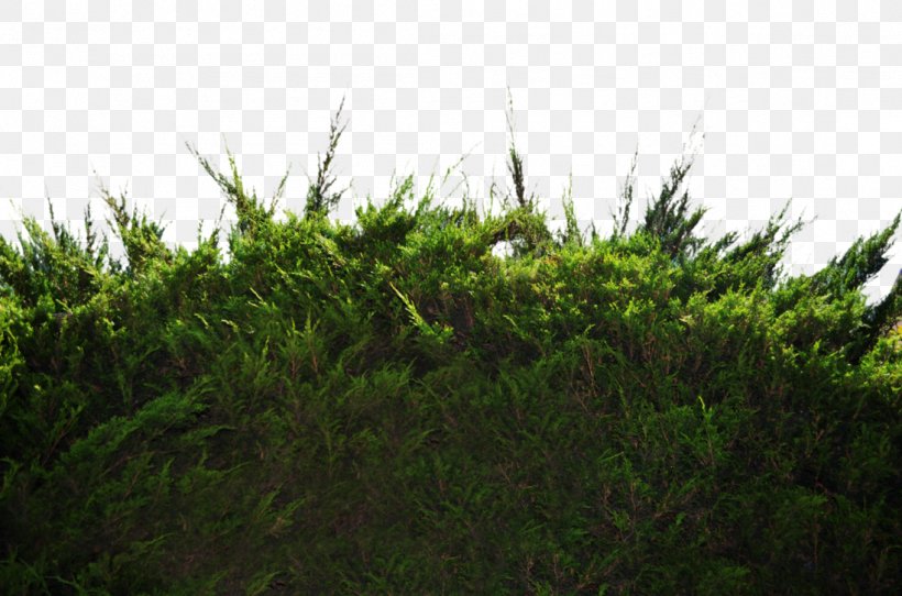 Shrub Tree Desktop Wallpaper Pine, PNG, 1098x727px, Shrub, Ecosystem, Evergreen, Grass, Grass Family Download Free