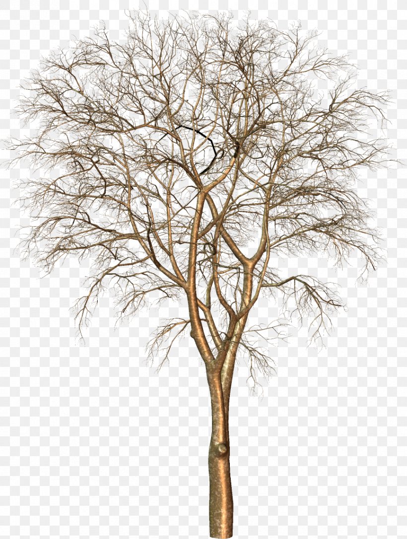 Tree Trunk Archive File Clip Art, PNG, 866x1148px, Tree, Archive File, Branch, Plant, Plant Stem Download Free