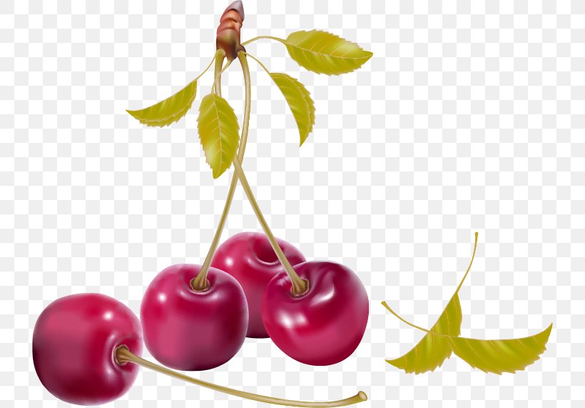Berry Cherry Royalty-free Clip Art, PNG, 730x571px, Berry, Cherry, Drawing, Food, Fruit Download Free
