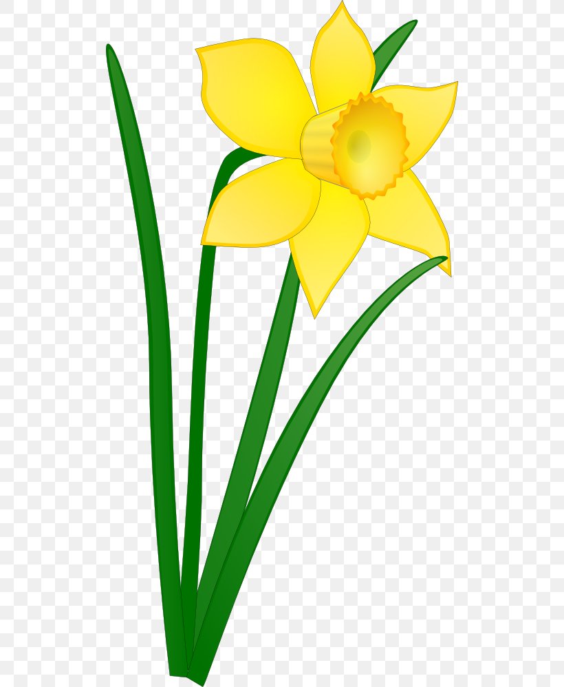 Daffodil Free Content Drawing Clip Art, PNG, 512x998px, Daffodil ...