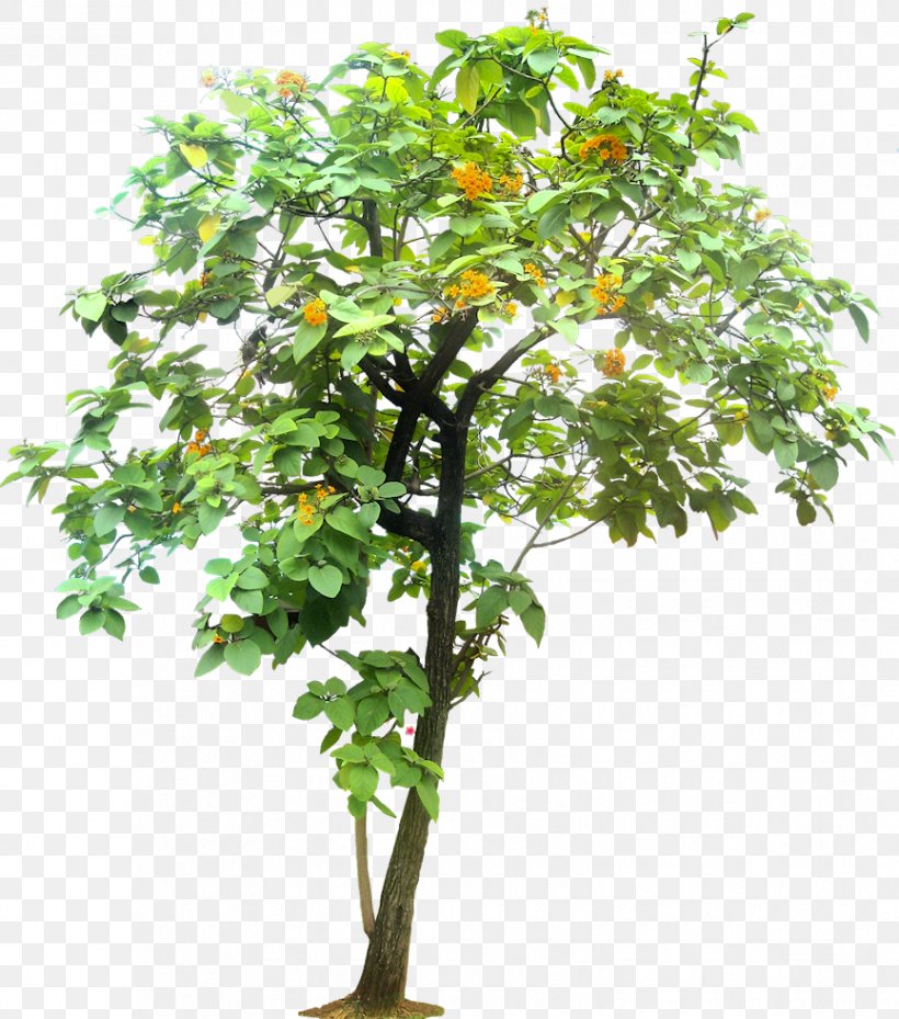 Tree Tropics Cordia Sebestena, PNG, 865x980px, Tree, Arecaceae, Branch, Cordia, Cordia Sebestena Download Free
