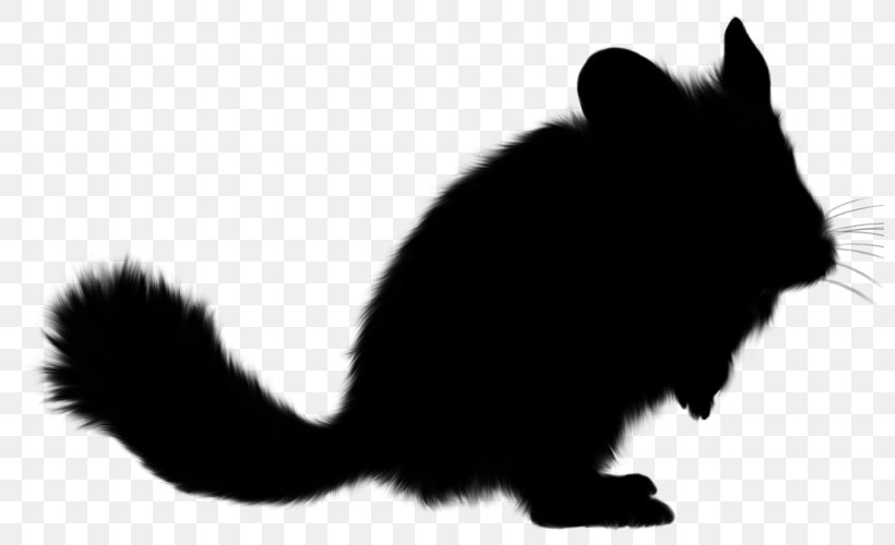 Whiskers Cat Rat Dog Squirrel, PNG, 800x500px, Whiskers, Black M, Blackandwhite, Canidae, Cat Download Free