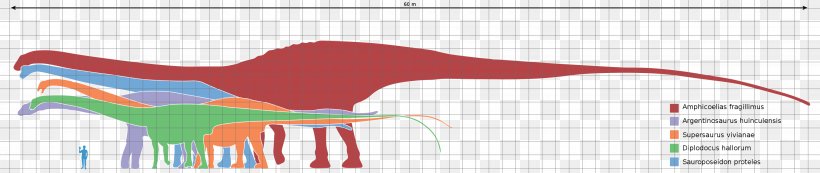 Amphicoelias Argentinosaurus Dinosaur Size Seismosaurus Supersaurus, PNG, 3060x647px, Watercolor, Cartoon, Flower, Frame, Heart Download Free