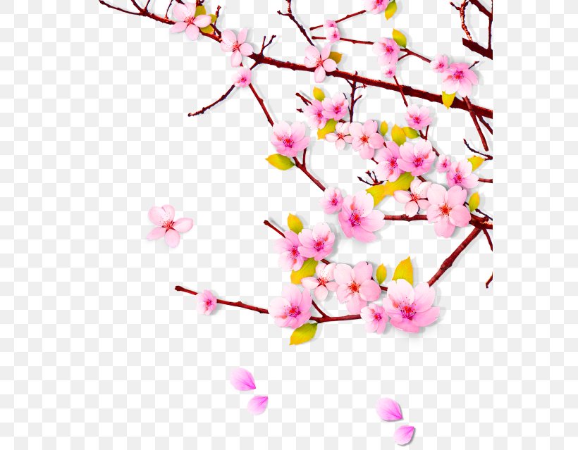 China Peach Clip Art, PNG, 579x639px, China, Blossom, Branch, Cherry Blossom, Flora Download Free