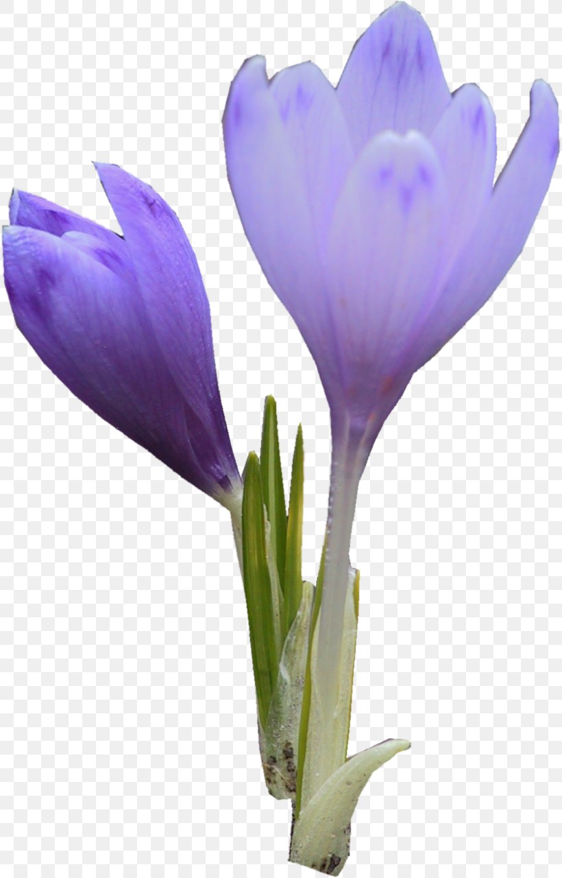 Flower Violet Purple Lavender Crocus, PNG, 817x1280px, Flower, Bud, Crocus, Cut Flowers, Flowering Plant Download Free