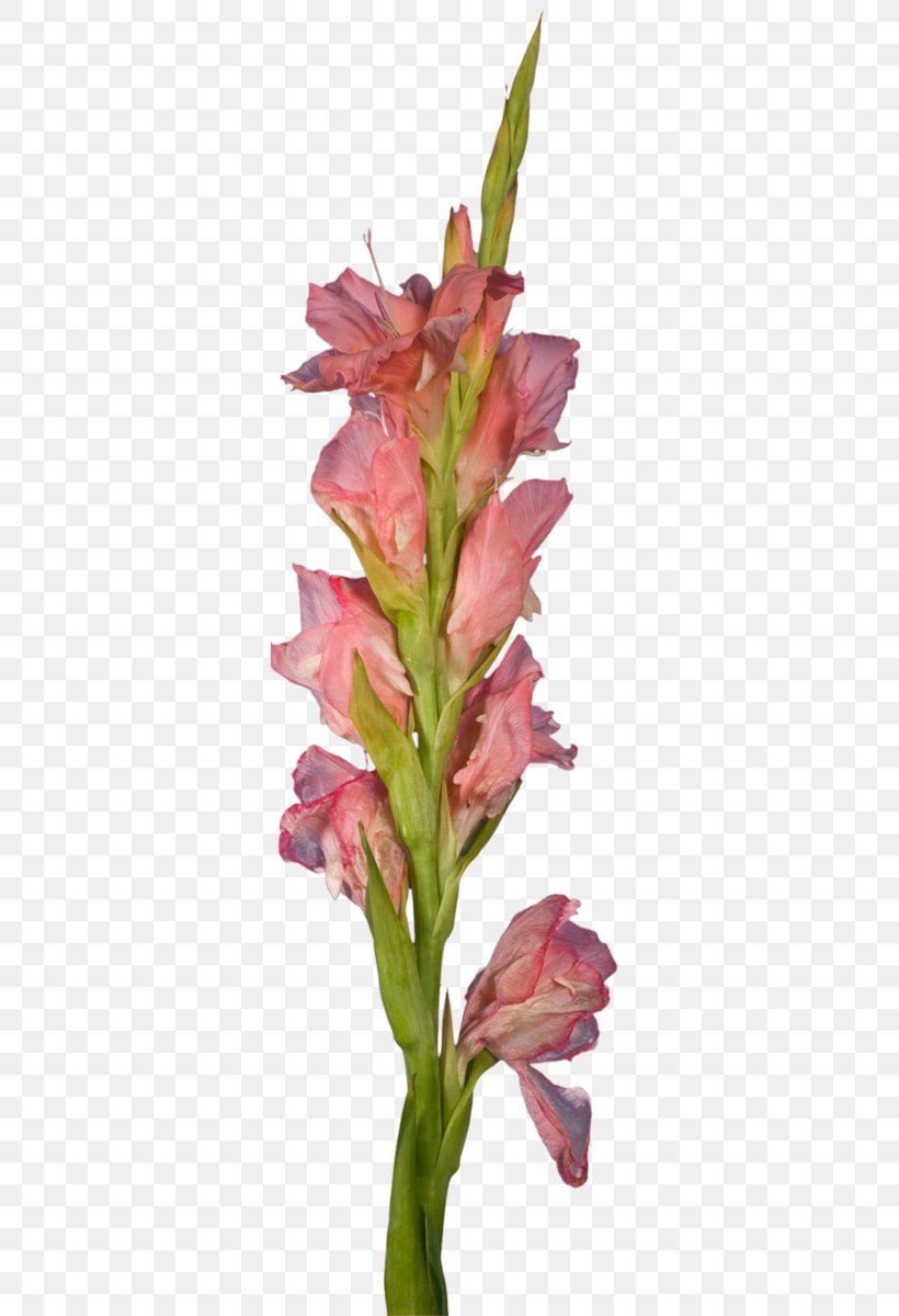 Gladiolus Cut Flowers Plant Stem Petal Pink M, PNG, 325x1200px, Gladiolus, Cut Flowers, Flower, Flowering Plant, Iris Family Download Free