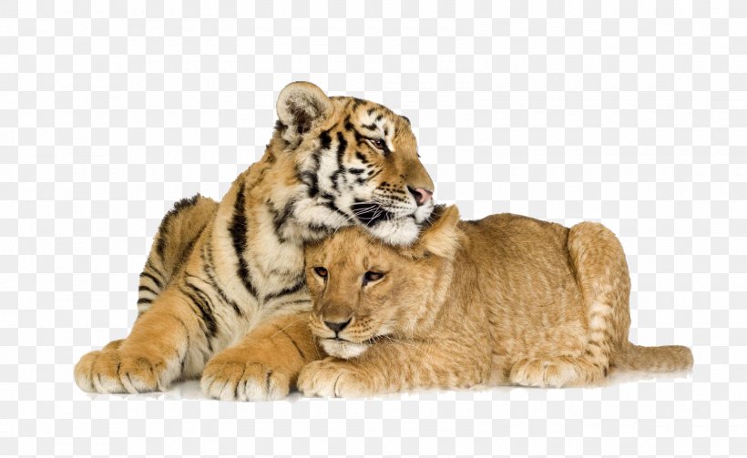 Lion Cubs Lion & Tiger Cat, PNG, 1600x982px, Lion, Animal, Big Cats, Carnivoran, Cat Download Free