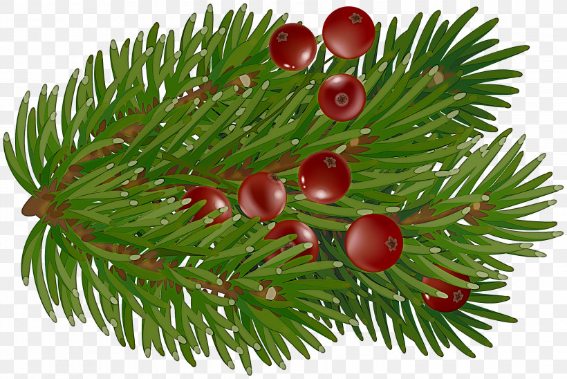 Christmas Day, PNG, 3000x2007px, Fir, Christmas Day, Christmas Ornament, Christmas Ornament M, Conifers Download Free