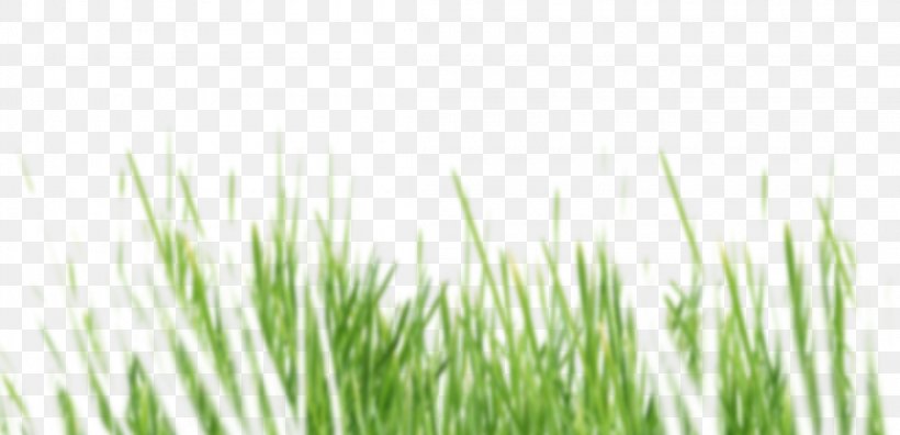 Lawn Vetiver Organic Food Boutique Vert & Essentiel Meadow, PNG, 2200x1065px, Lawn, Chrysopogon, Chrysopogon Zizanioides, Cleaning, Cleanliness Download Free