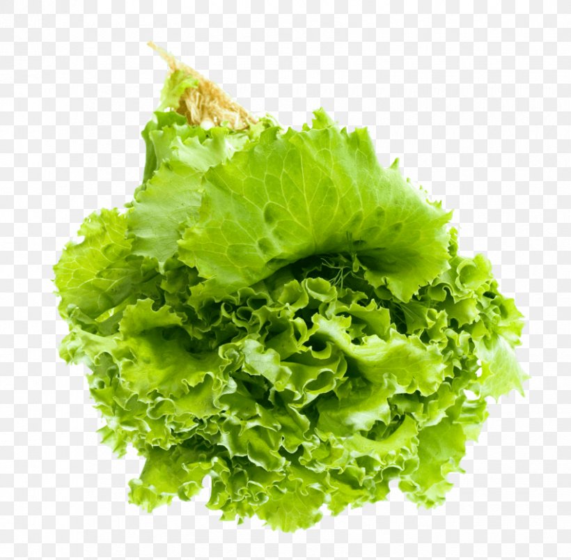 Lettuce Salad Leaf Vegetable Vegetarian Cuisine, PNG, 850x834px, Lettuce, Endive, Food, Leaf, Leaf Vegetable Download Free