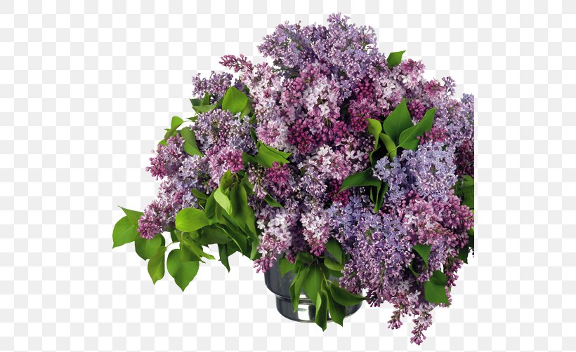 Lilac Clip Art, PNG, 530x502px, Lilac, Annual Plant, Color, Cut Flowers, Display Resolution Download Free