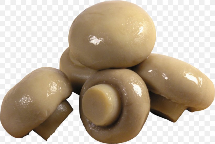 Common Mushroom Fungus Kombucha, PNG, 1024x686px, Mushroom, Common Mushroom, Display Resolution, Food, Fungus Download Free