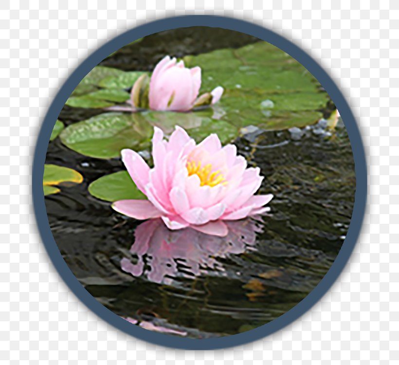 Flower Annual Plant Water Perennial Plant Pond, PNG, 750x750px, Flower, Annual Plant, Aquatic Plant, Aquatic Plants, Color Download Free
