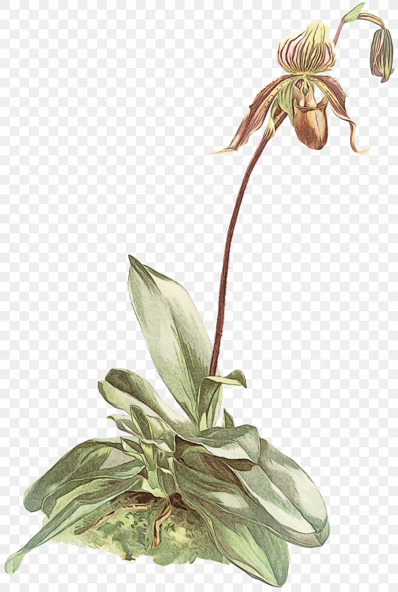 Flower Paphiopedilum Philippinense Plants Stock Photography Botany, PNG, 2019x3000px, Flower, Botanical Illustration, Botany, Crocus, Cypripedium Download Free