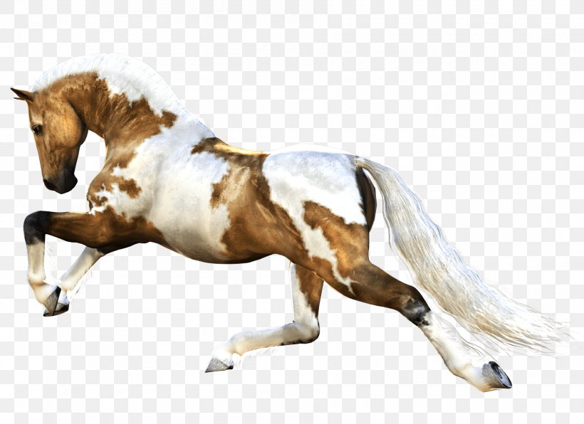 Horse Stallion Clip Art, PNG, 1800x1310px, Mustang, Bit, Bridle, Draft Horse, English Riding Download Free