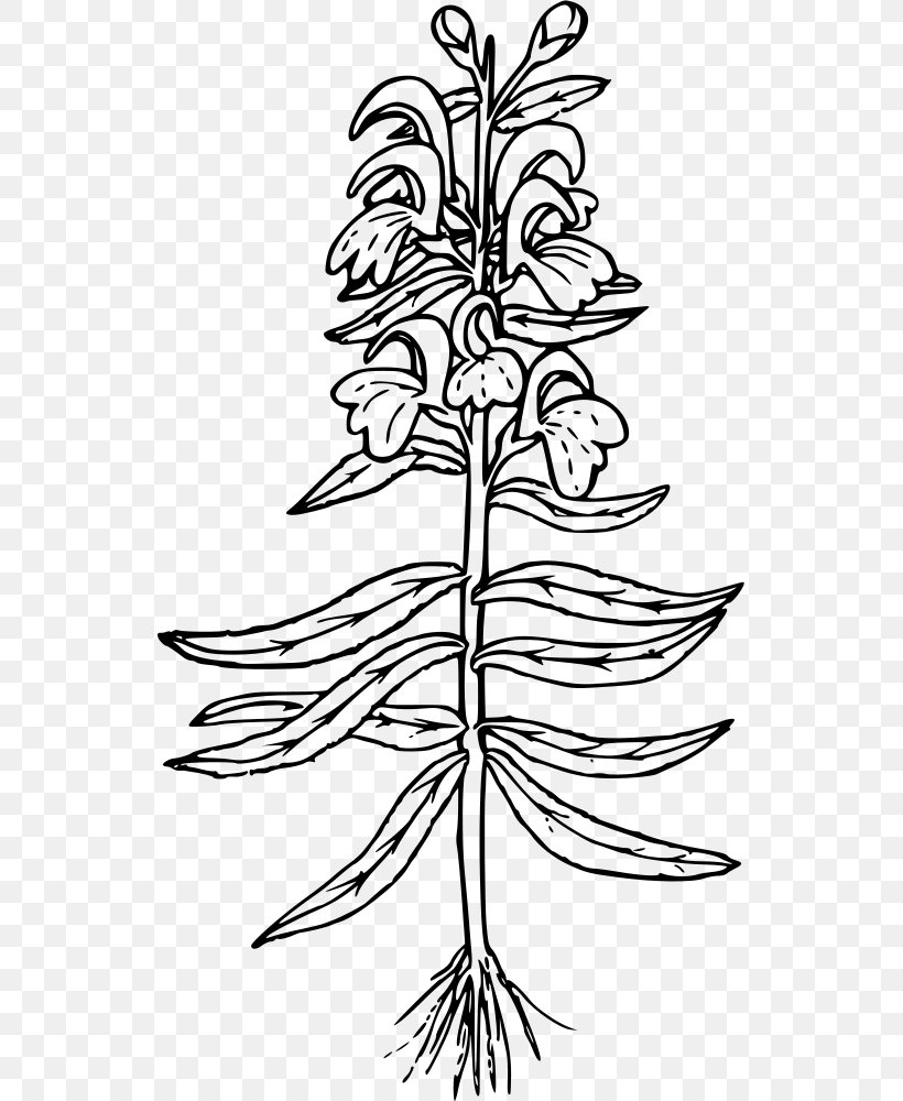 Sickle Clip Art, PNG, 533x1000px, Sickle, Black And White, Branch, Drawing, Flora Download Free
