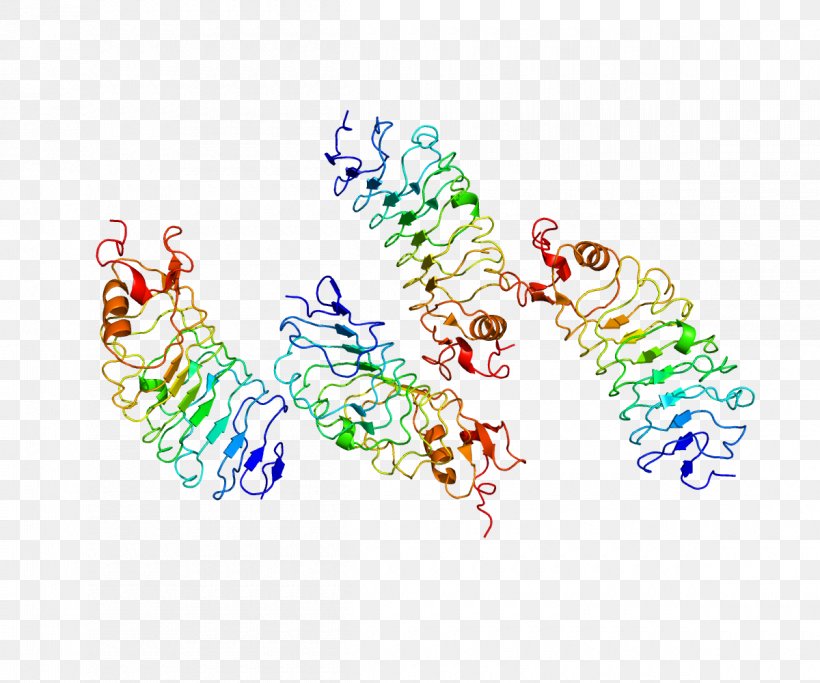 SLIT2 Protein Structure Pleiotropy, PNG, 1200x1000px, Protein, Art, Axon Guidance, Body Jewelry, Cell Download Free