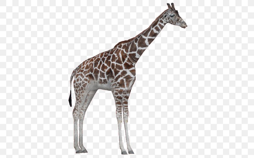 Zoo Tycoon 2 Rothschild's Giraffe Northern Giraffe Masai Giraffe Reticulated Giraffe, PNG, 510x510px, Zoo Tycoon 2, African Leopard, Animal, Fauna, Giraffe Download Free