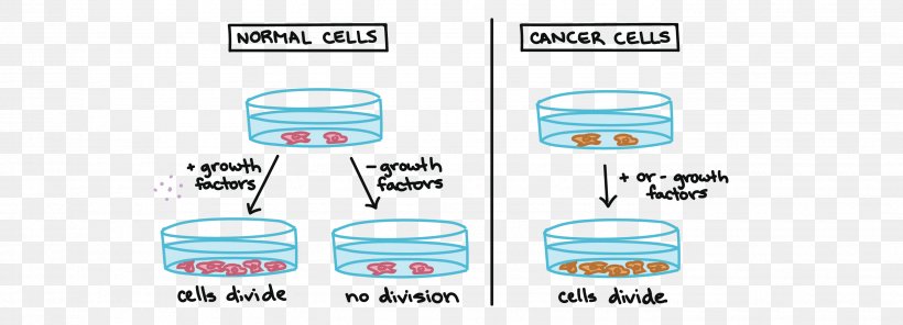Cell Cycle Cancer Cell Mitosis Cell Growth, PNG, 2779x1006px, Cell Cycle, Biology, Brand, Cancer, Cancer Cell Download Free
