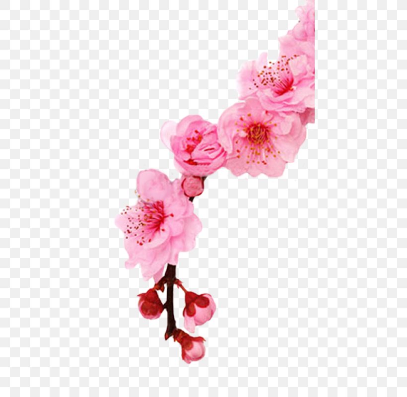 Cherry Blossom Stock Photography Spring Cherries, PNG, 448x800px, Cherry Blossom, Azalea, Blossom, Branch, Cherries Download Free