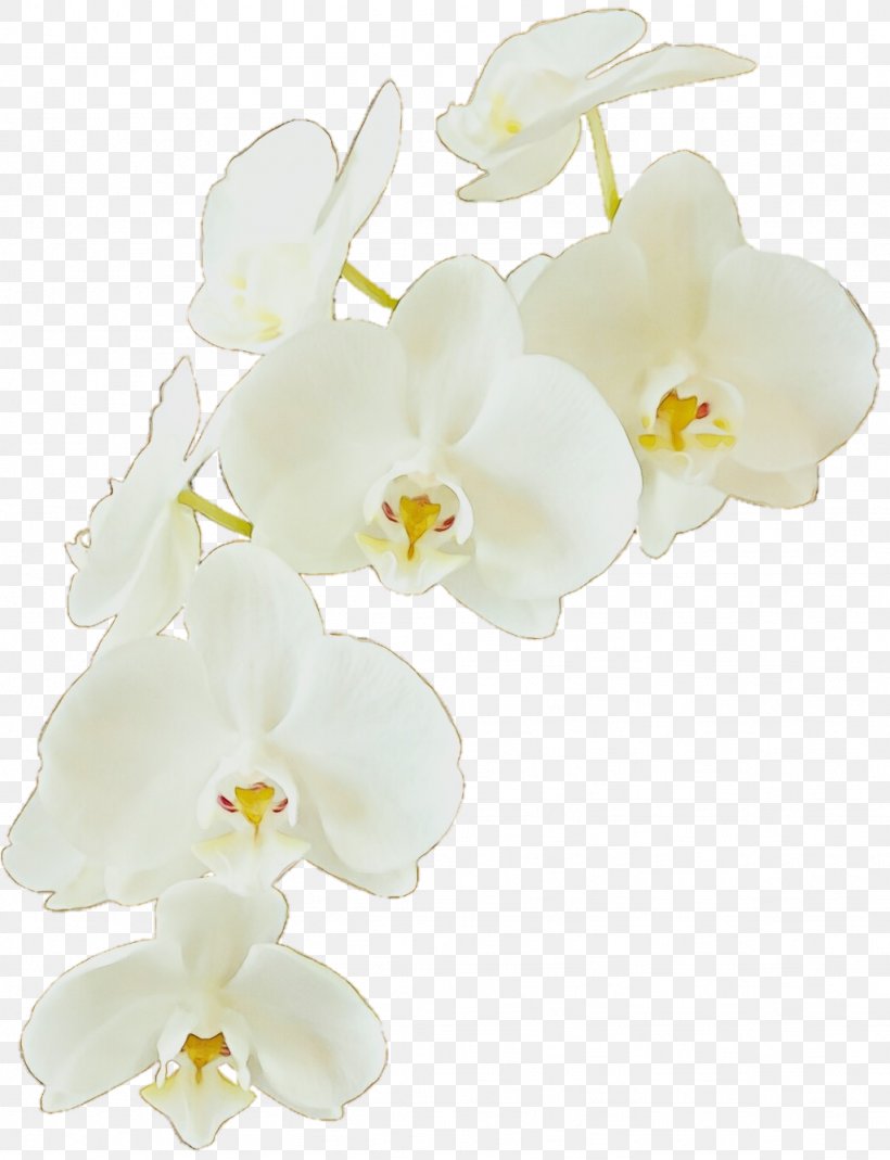 Flowering Plant Moth Orchid White Flower Petal, PNG, 1024x1336px, Watercolor, Cut Flowers, Flower, Flowering Plant, Moth Orchid Download Free