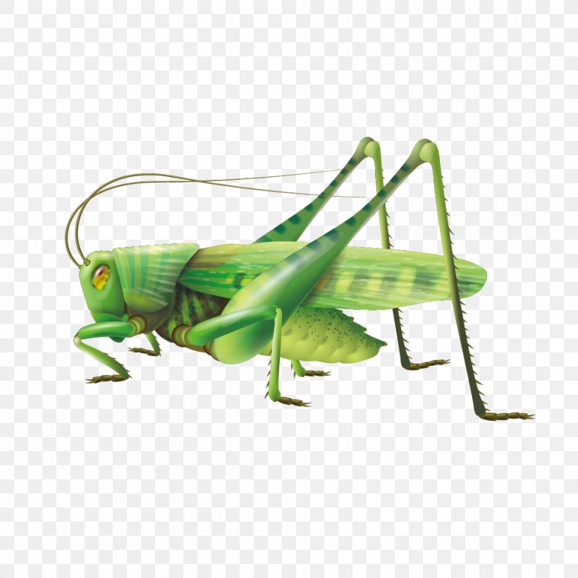 Grasshopper Clip Art, PNG, 1000x1000px, Insect, Arthropod, Cartoon, Cricket, Cricket Like Insect Download Free