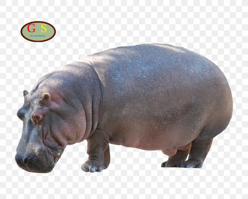 Hippopotamus Sea Cows Weyto Homosassa Springs Wildlife State Park Crystal River, PNG, 1000x800px, Hippopotamus, Animal, Crystal River, Elephant, Eventoed Ungulate Download Free