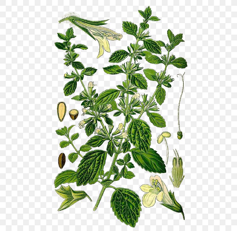 Lemon Balm Garden Thyme Herb Mints Rosemary, PNG, 500x800px, Lemon Balm, Common Sage, Extract, Garden Thyme, Herb Download Free