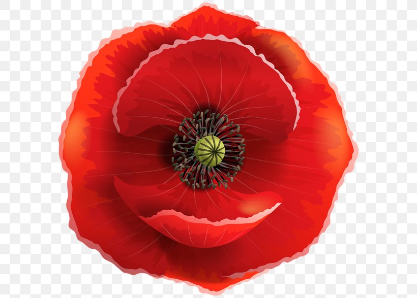 Remembrance Poppy Armistice Day Common Poppy Flower, PNG, 600x587px, Poppy, Annual Plant, Armistice Day, California Poppy, Color Download Free